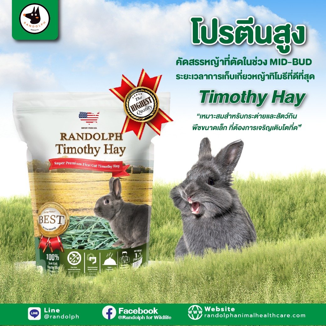 Randolph Timothy Hay หญ้าซูเปอร์พรีเมี่ยมโปรตีนสูง Randolph Timothy Hay หญ้าซูเปอร์พรีเมี่ยมโปรตีนสูง