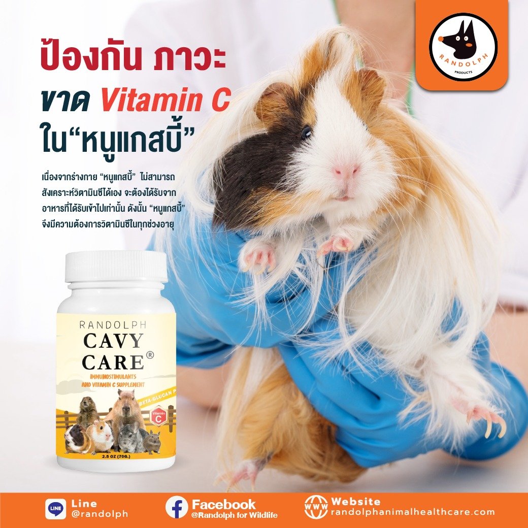 Cavy Care คริติคอลมาตรฐานที่ต้องมีติดบ้านไว้เพื่อการฟื้นฟูบำรุงสัตวกินพืชขนาดเล็กที่ไม่สามารถสั่งเคราะห์วิตามินซีได้เอง Cavy Care คริติคอลมาตรฐานที่ต้องมีติดบ้านไว้เพื่อการฟื้นฟูบำรุงสัตวกินพืชขนาดเล็กที่ไม่สามารถสั่งเคราะห์วิตามินซีได้เอง
