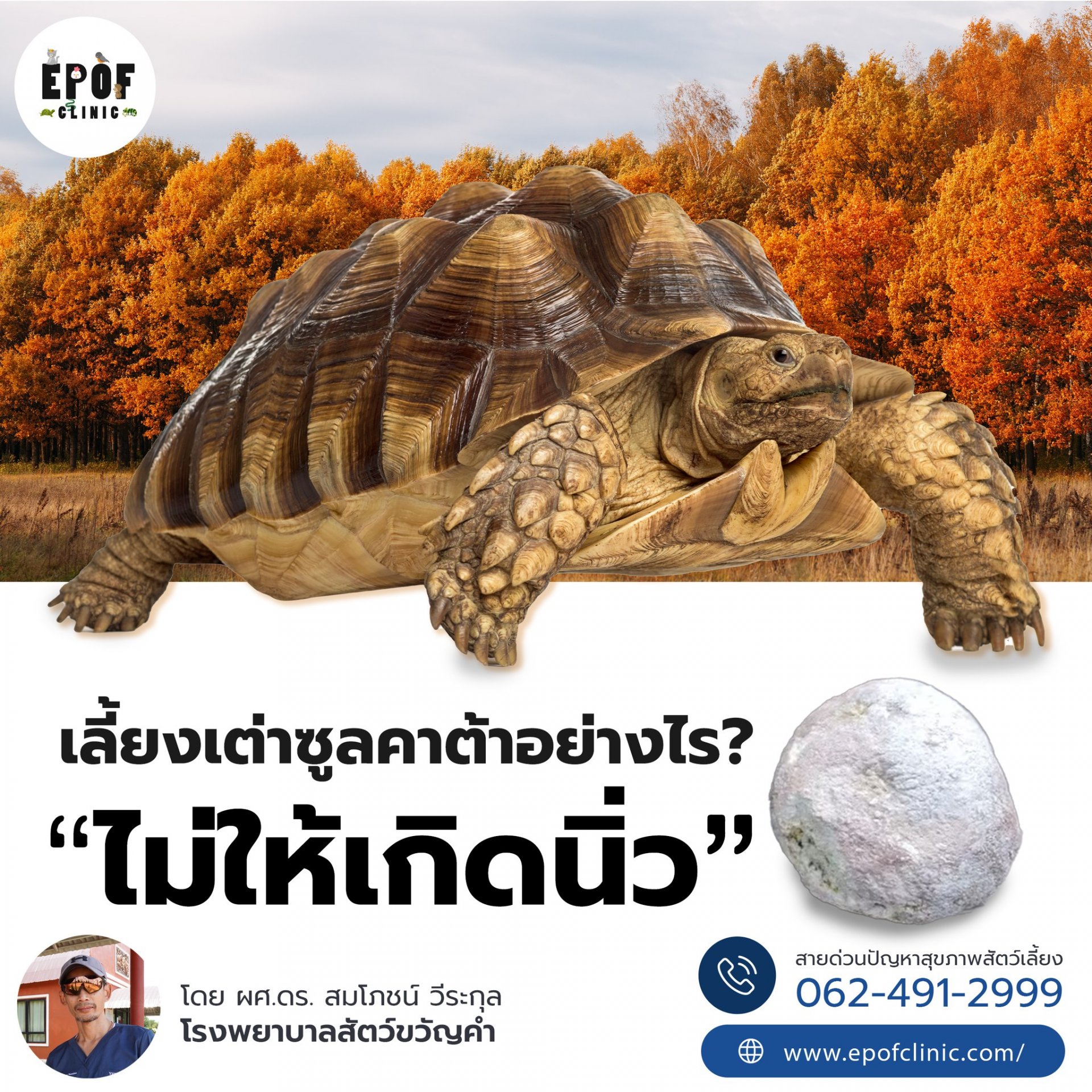 เลี้ยงเต่าซูลคาต้าอย่างไร ไม่ให้เกิดนิ่ว เลี้ยงเต่าซูลคาต้าอย่างไร ไม่ให้เกิดนิ่ว