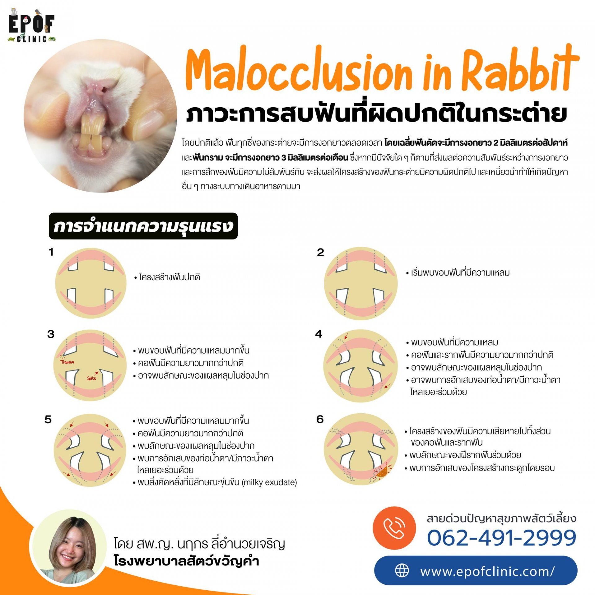 Malocclusion in Rabbit  ภาวะการสบฟันที่่ผิดปกติในกระต่าย