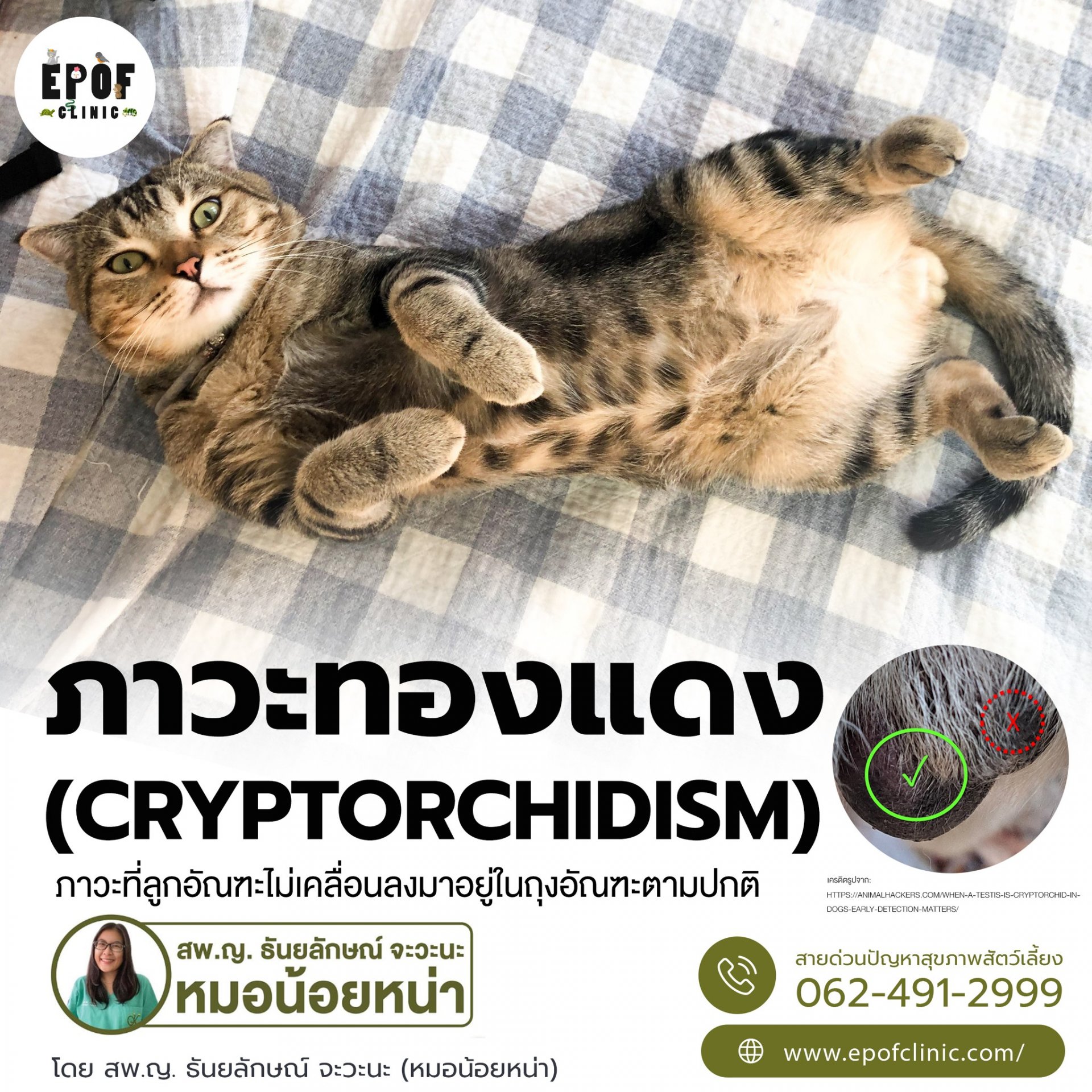 "ภาวะทองแดง (cryptorchidism)" "ภาวะทองแดง (cryptorchidism)"