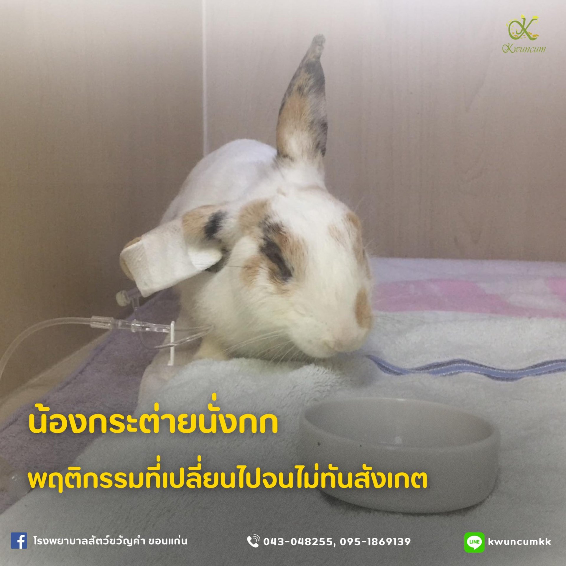 ในวันที่กระต่ายผิดปกติ มีเเต่คนที่ดูแลน้องอย่างใกล้ชิดเท่านั้นที่จะรู้ว่าน้องมีความผิดปกติจากเดิม 