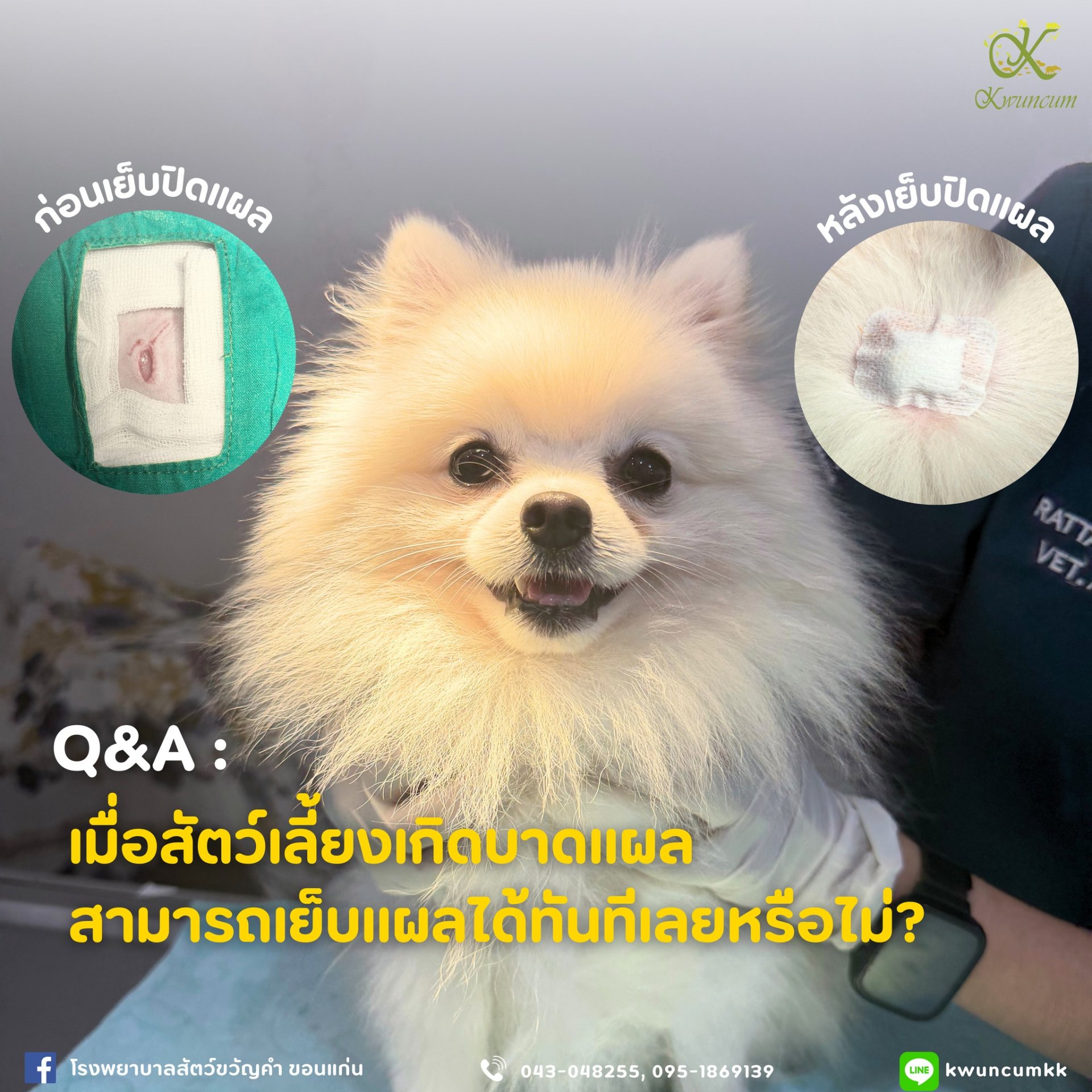 เมื่อสัตว์เลี้ยงเกิดบาดแผล สามารถเย็บแผลได้ทันทีเลยหรือไม่