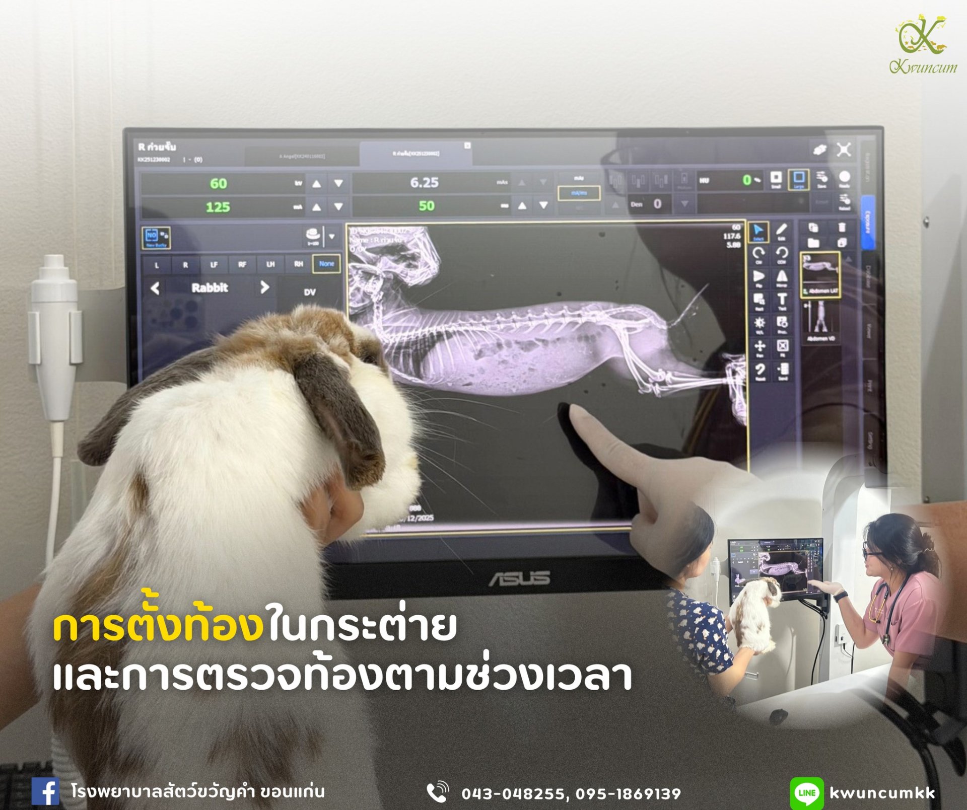  การตั้งท้องในกระต่าย & การตรวจท้องตามช่วงเวลา
