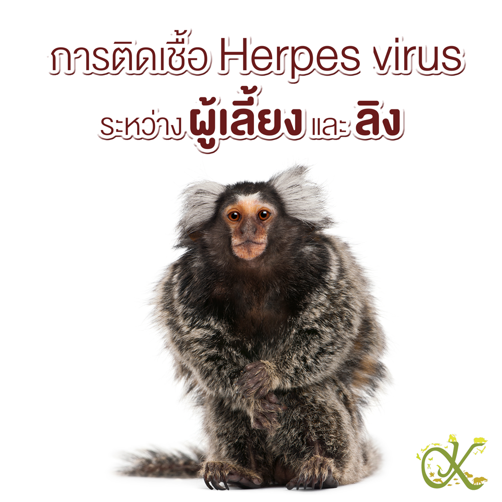 การติดเชื้อ Herpesvirus ระหว่างผู้เลี้ยงและลิง