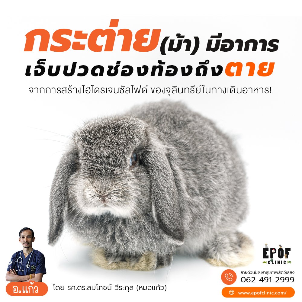 กระต่าย (ม้า) มีอาการเจ็บปวดช่องท้องถึงตายจากการสร้างไฮโดรเจนซัลไฟด์ของจุลินทรีย์ในทางเดินอาหาร! กระต่าย (ม้า) มีอาการเจ็บปวดช่องท้องถึงตายจากการสร้างไฮโดรเจนซัลไฟด์ของจุลินทรีย์ในทางเดินอาหาร!