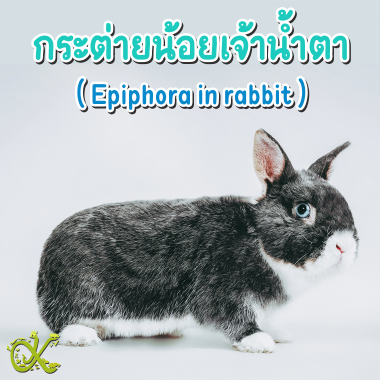 กระต่ายน้อยเจ้าน้ำตา ( Epiphora in rabbit )