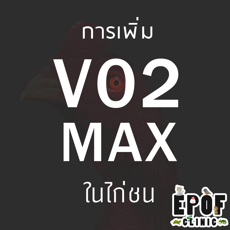 การเพิ่ม VO2 Max ในไก่ชน (ep.3) การเพิ่ม VO2 Max ในไก่ชน (ep.3)