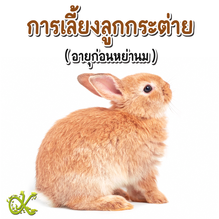 การเลี้ยงลูกกระต่ายอายุก่อนหย่านม (น้อยกว่า 45 วัน) การเลี้ยงลูกกระต่ายอายุก่อนหย่านม (น้อยกว่า 45 วัน)