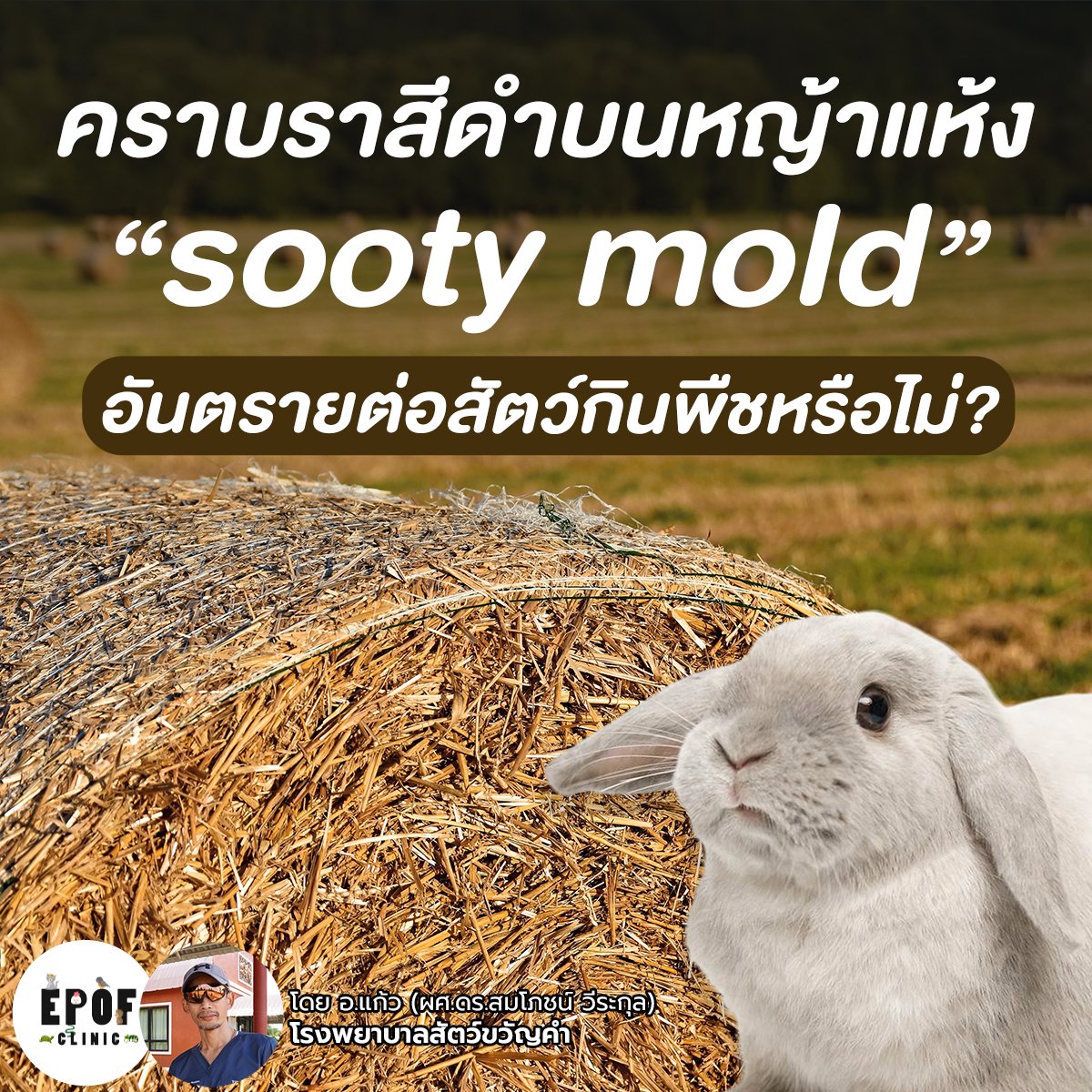 คราบราสีดำ sooty mold บนหญ้าแห้ง? อันตรายต่อสัตว์กินพืชหรือไม่? คราบราสีดำ sooty mold บนหญ้าแห้ง? อันตรายต่อสัตว์กินพืชหรือไม่?