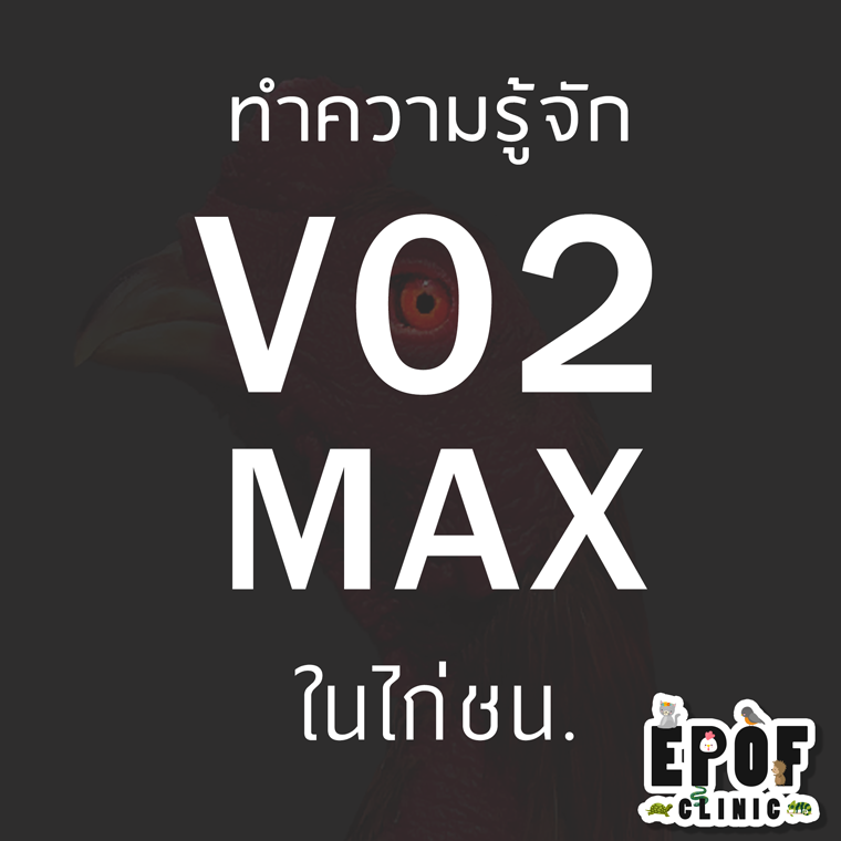 VO2 Max ในไก่ชน VO2 Max ในไก่ชน