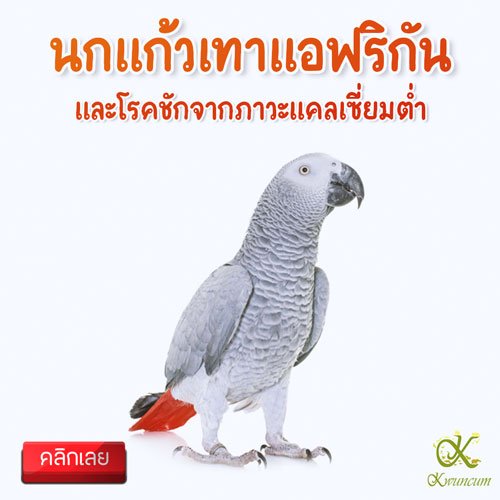 นกแก้วเทาแอฟริกันและโรคชักจากภาวะแคลเซี่ยมต่ำ African grey parrot and hypocalcemic tetany นกแก้วเทาแอฟริกันและโรคชักจากภาวะแคลเซี่ยมต่ำ African grey parrot and hypocalcemic tetany
