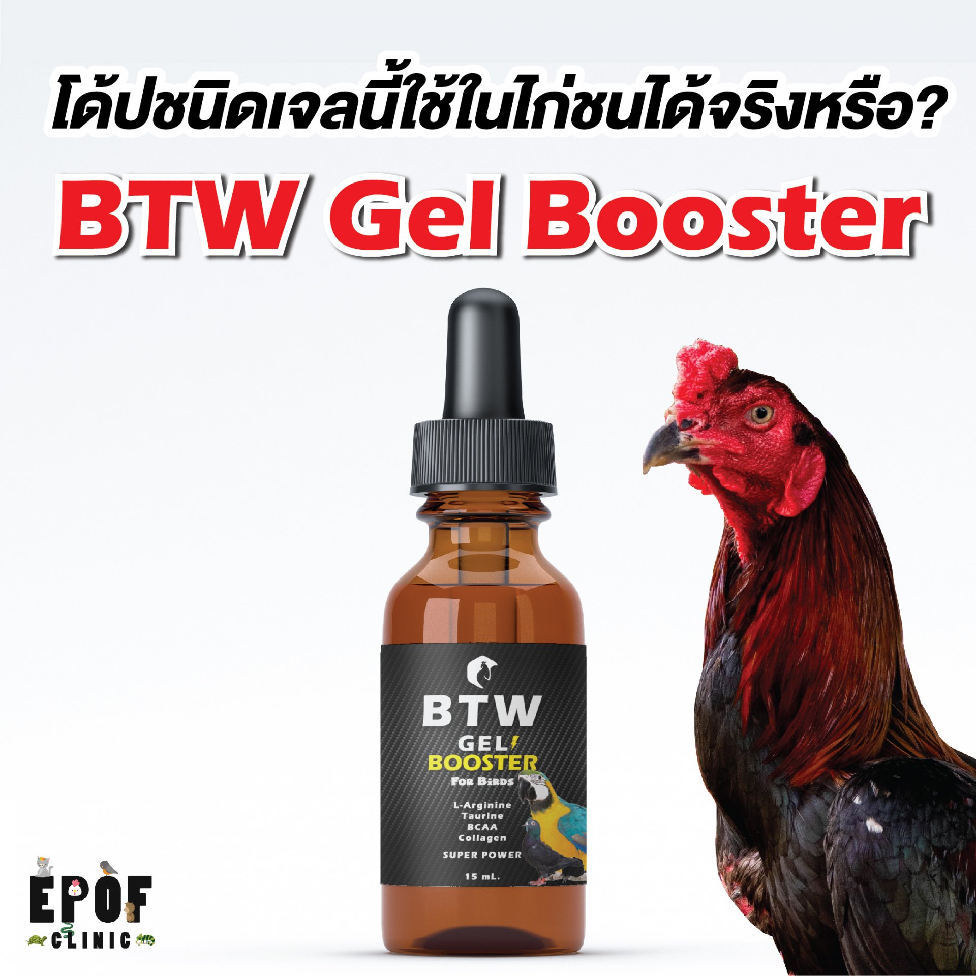 โด้ปชนิดเจลนี้ใช้ในไก่ชนได้จริงหรือ? ด้วย “BTW Gel Booster for Birds” โดย ผศ.น.สพ.ดร.สมโภชน์ วีระกุล โด้ปชนิดเจลนี้ใช้ในไก่ชนได้จริงหรือ? ด้วย “BTW Gel Booster for Birds” โดย ผศ.น.สพ.ดร.สมโภชน์ วีระกุล