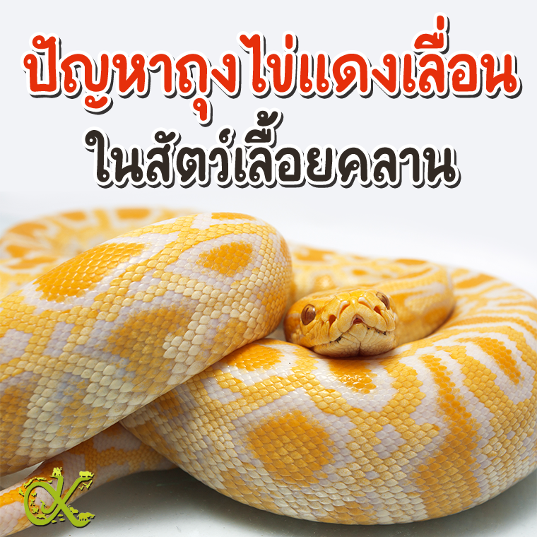 ปัญหาถุงไข่แดงเลื่อน (Yolk Sac Herniation) ในสัตว์เลื้อยคลาน ปัญหาถุงไข่แดงเลื่อน (Yolk Sac Herniation) ในสัตว์เลื้อยคลาน