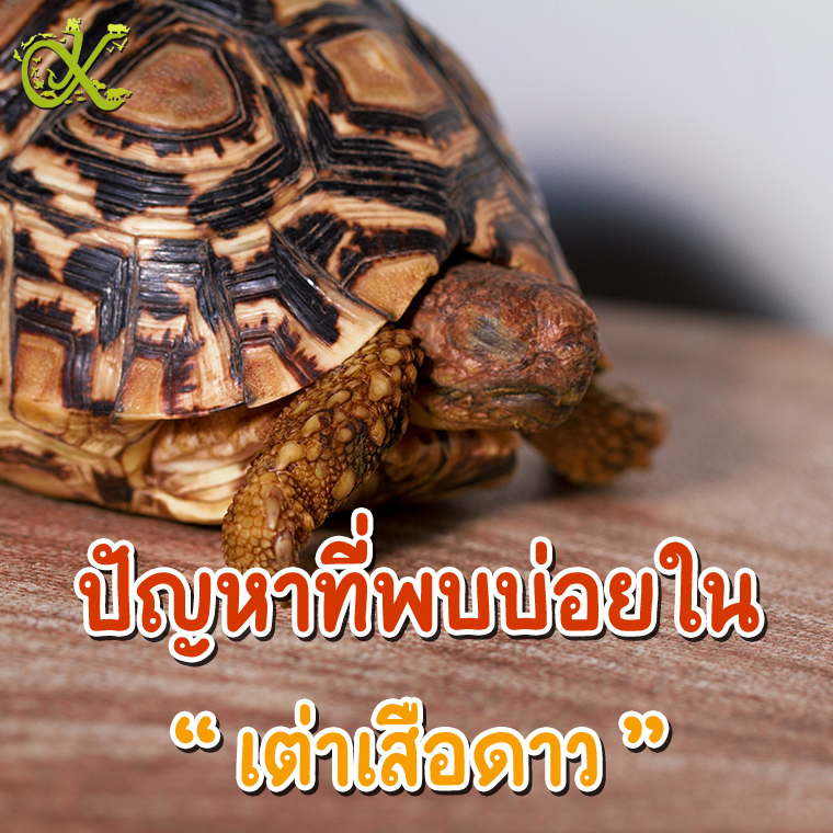 ปัญหาที่พบบ่อยในเต่าเสือดาว ปัญหาที่พบบ่อยในเต่าเสือดาว