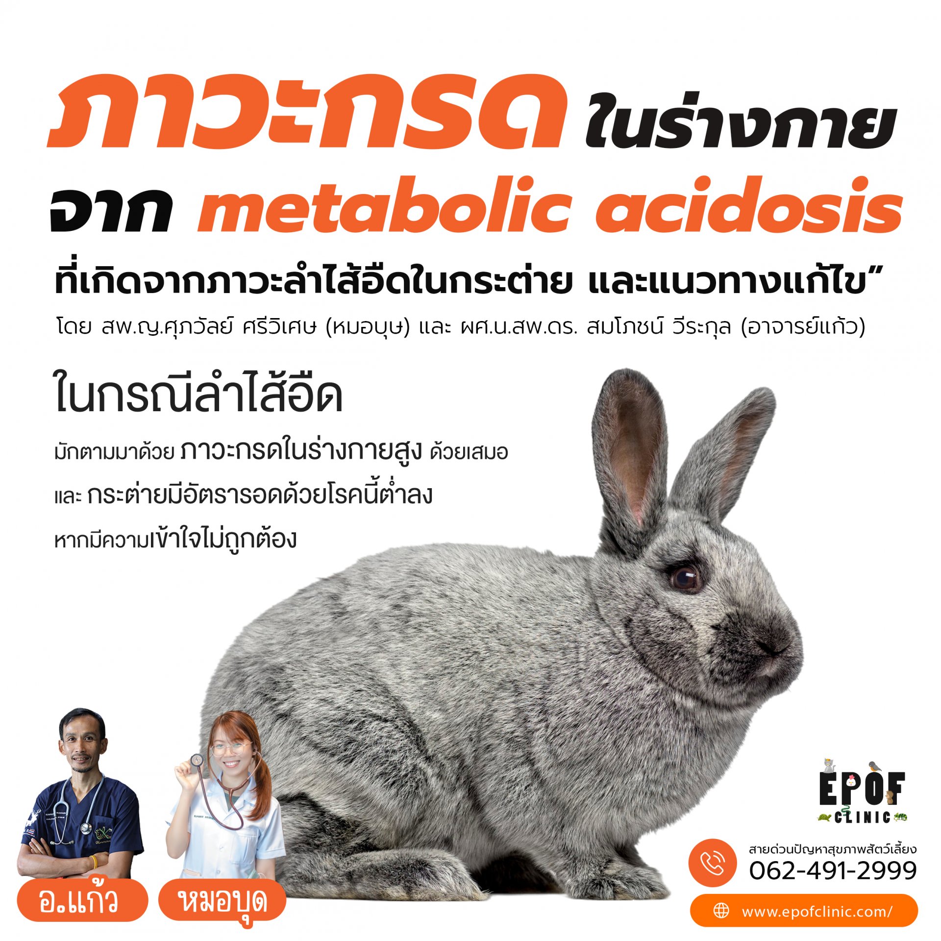 ภาวะกรดในร่างกายจาก metabolic acidosis ที่เกิดจากภาวะลำไส้อืดในกระต่าย และแนวทางแก้ไข