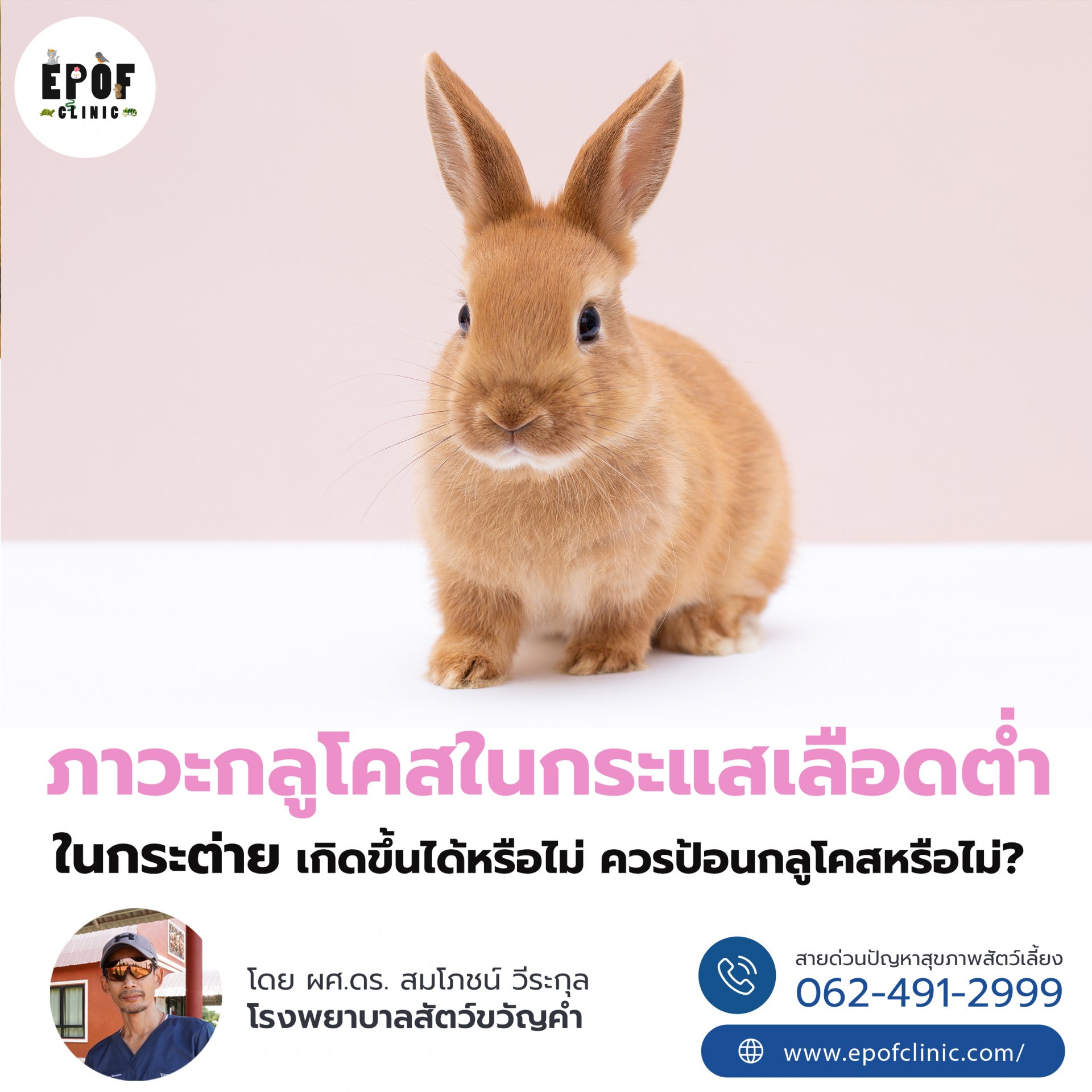 ภาวะกลูโคสในกระแสเลือดต่ำในกระต่าย เกิดขึ้นได้หรือไม่ ควรป้อนกลูโคสหรือไม่?  ภาวะกลูโคสในกระแสเลือดต่ำในกระต่าย เกิดขึ้นได้หรือไม่ ควรป้อนกลูโคสหรือไม่?