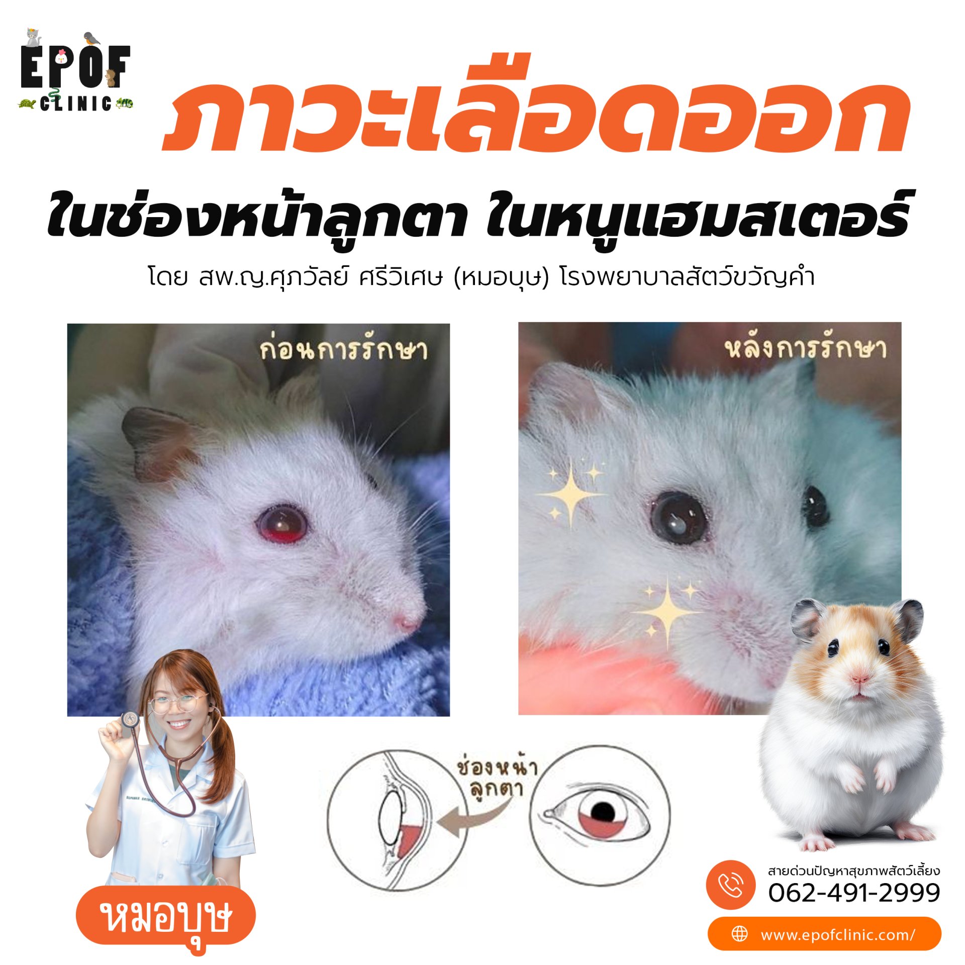 Hemorrhage in the anterior chamber of the eye in a hamster