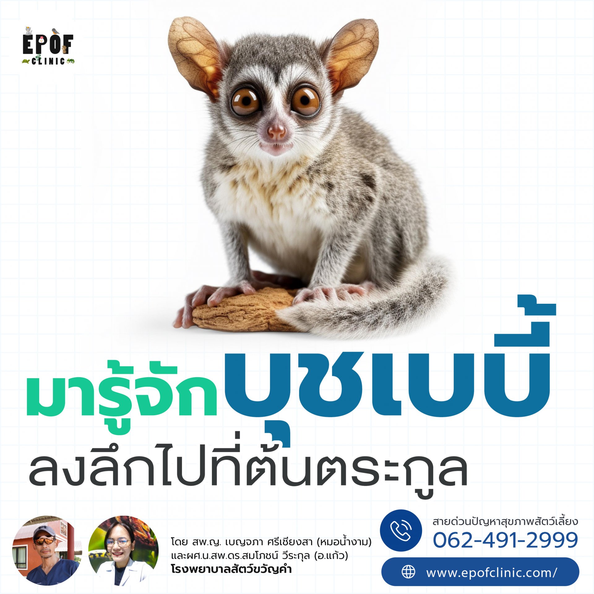 มารู้จักบุชเบบี้ ลงลึกไปที่ต้นตระกูล มารู้จักบุชเบบี้ ลงลึกไปที่ต้นตระกูล