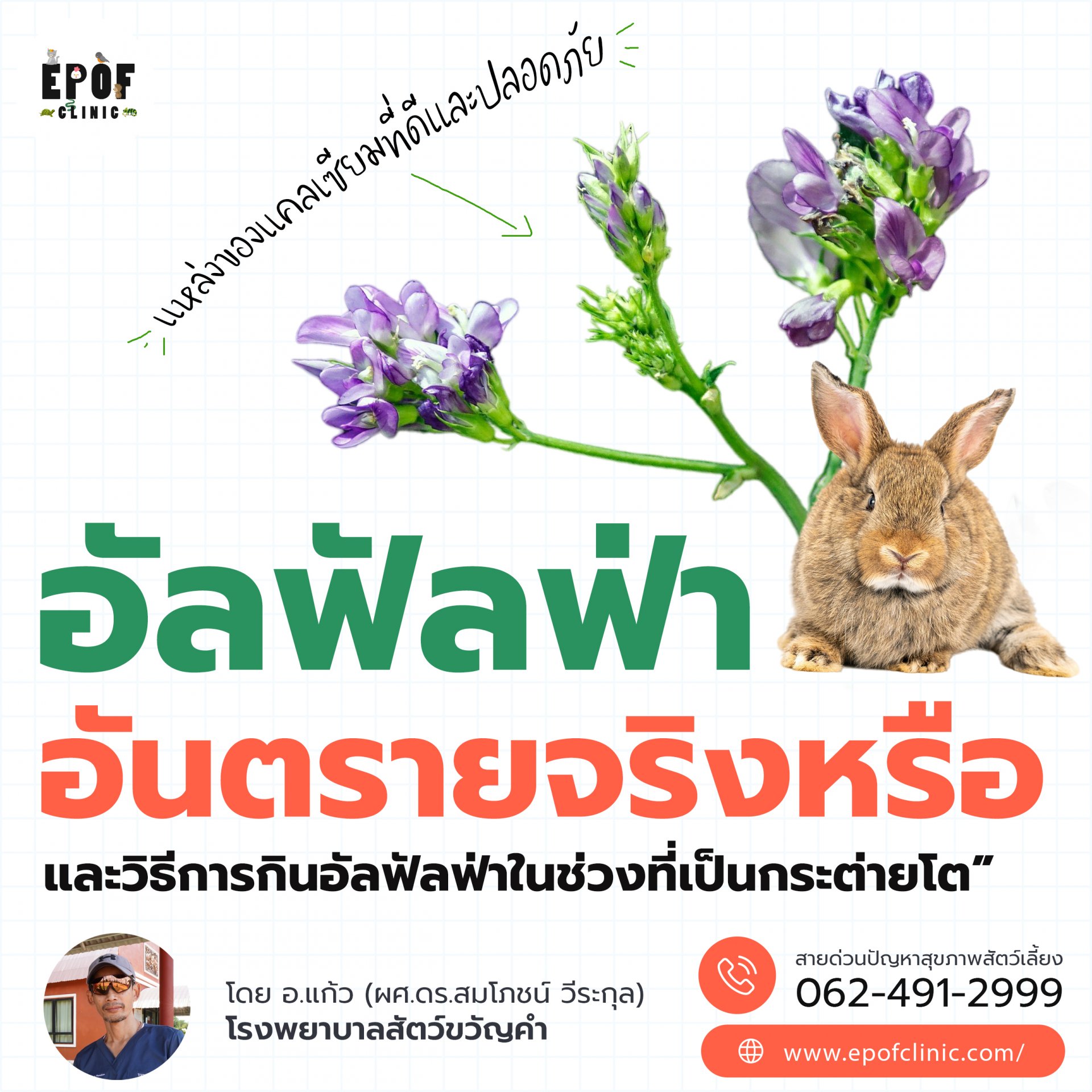 อัลฟัลฟ่าอันตรายจริงหรือ และวิธีการกินอัลฟัลฟ่าในช่วงที่เป็นกระต่ายโต อัลฟัลฟ่าอันตรายจริงหรือ และวิธีการกินอัลฟัลฟ่าในช่วงที่เป็นกระต่ายโต