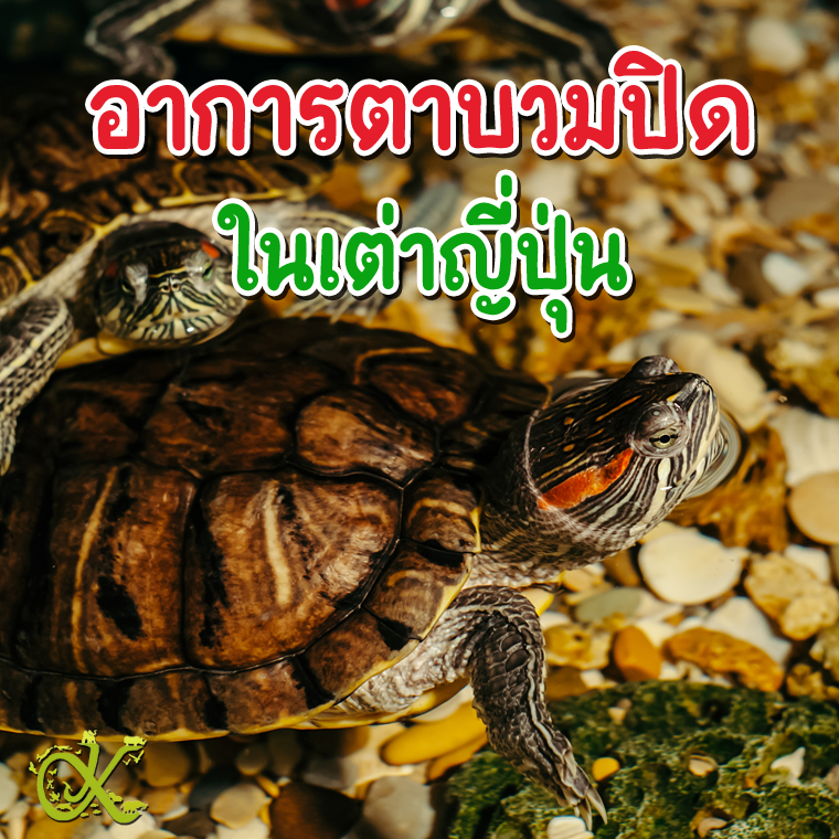 อาการตาบวมปิดในเต่าญี่ปุ่น และเหล่าเพื่อน อาการตาบวมปิดในเต่าญี่ปุ่น และเหล่าเพื่อน