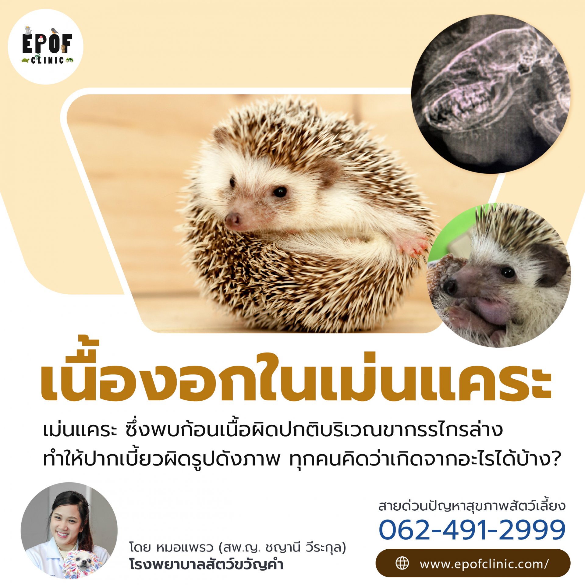 เนื้องอกในเม่นแคระ เนื้องอกในเม่นแคระ