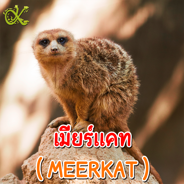 MEERKAT เมียร์แคท