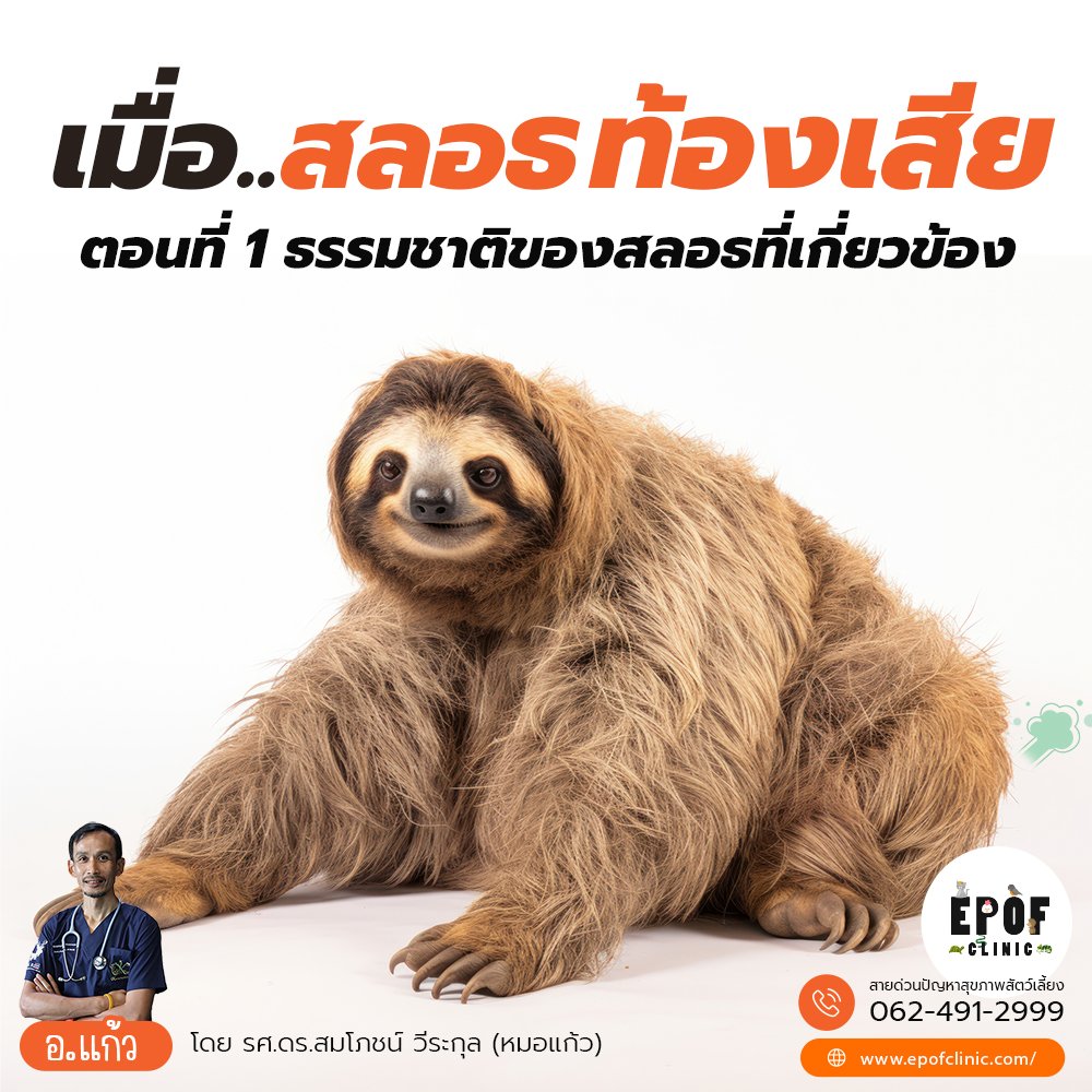 เมื่อสลอธท้องเสีย ตอนที่ 1 ธรรมชาติของสลอธที่เกี่ยวข้อง