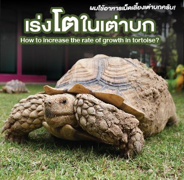 เร่งโตในเต่าบก How to increase the rate of growth in tortoise?