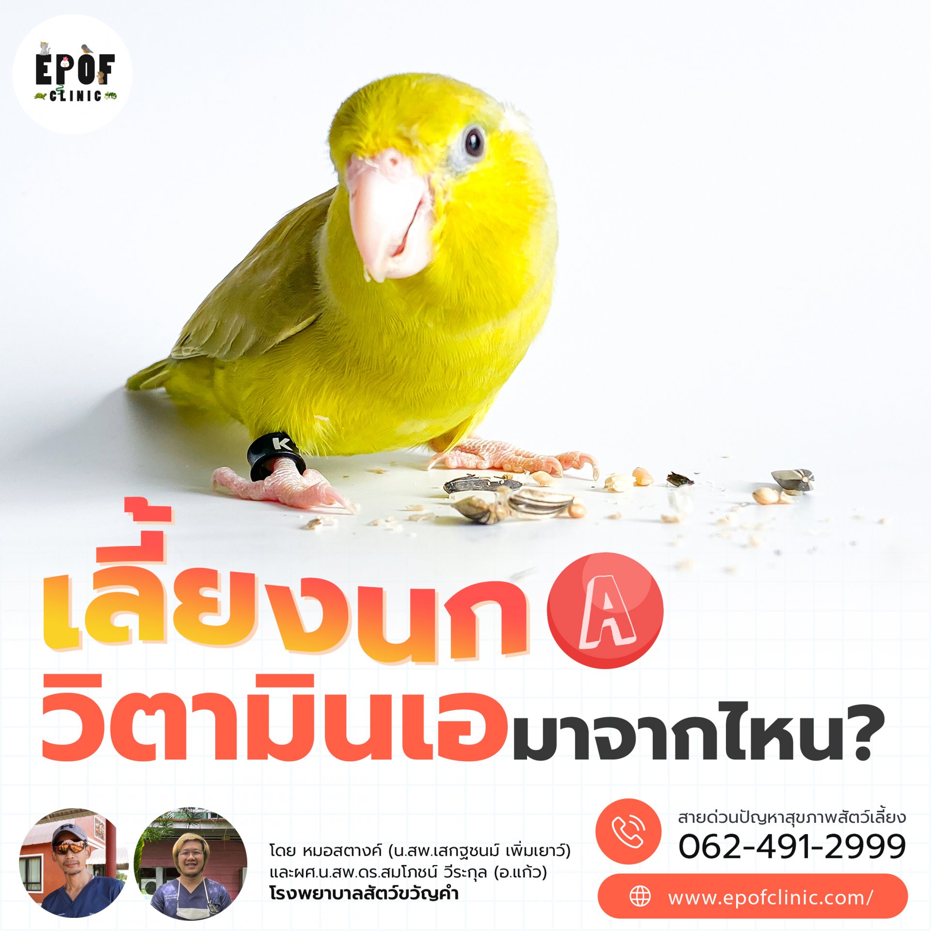 เลี้ยงนก วิตามินเอมาจากไหน? เลี้ยงนก วิตามินเอมาจากไหน?