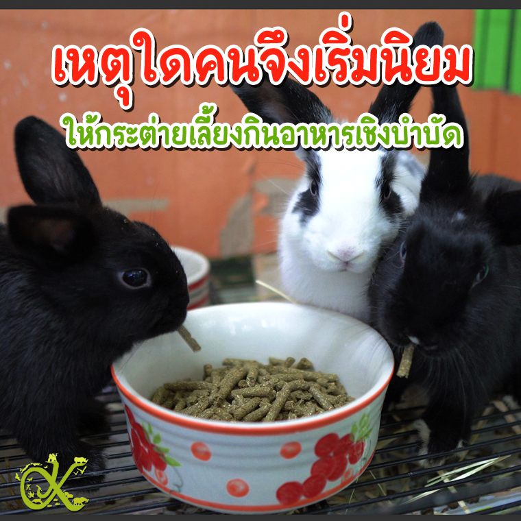 เหตุใดคนจึงเริ่มนิยมให้กระต่ายเลี้ยงกินอาหารเชิงบำบัด เหตุใดคนจึงเริ่มนิยมให้กระต่ายเลี้ยงกินอาหารเชิงบำบัด