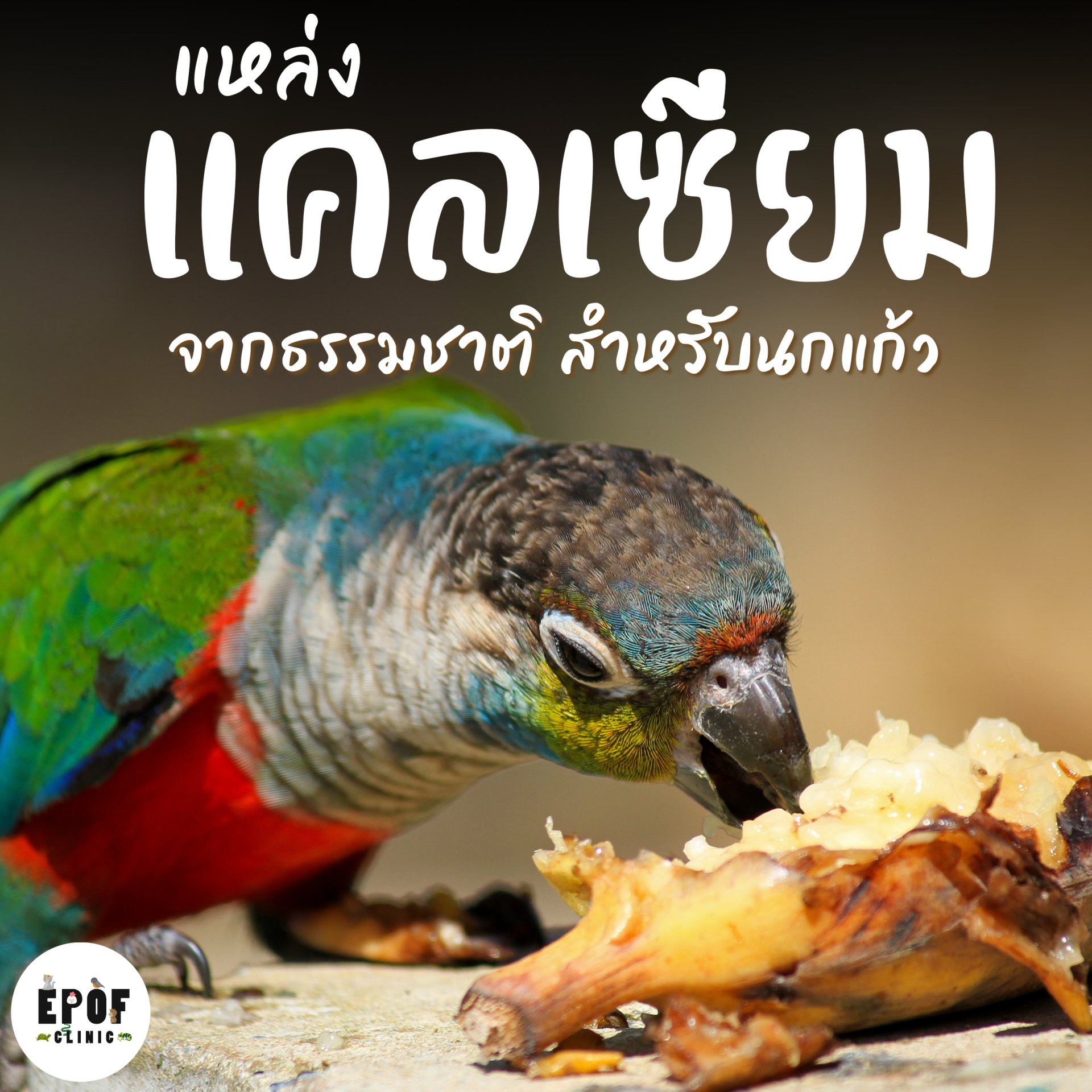 แหล่งแคลเซียมจากธรรมชาติ สำหรับนกแก้ว แหล่งแคลเซียมจากธรรมชาติ สำหรับนกแก้ว