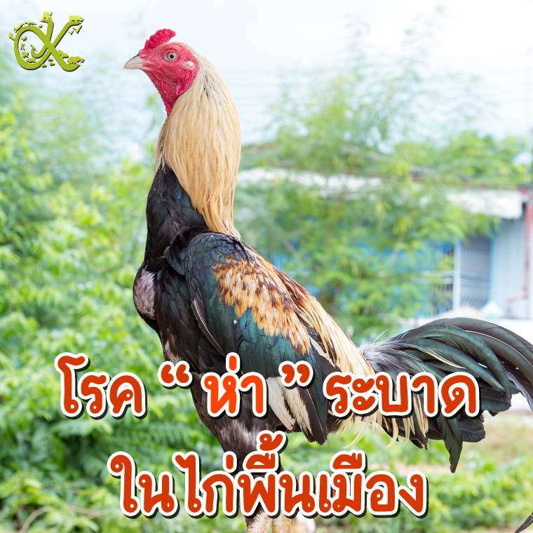 โรค “ห่า” ระบาด ในไก่พื้นเมือง โรค “ห่า” ระบาด ในไก่พื้นเมือง