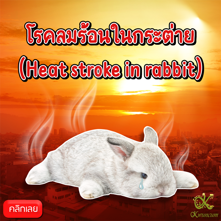 โรคลมร้อนในกระต่าย (Heat stroke in rabbit) โรคลมร้อนในกระต่าย (Heat stroke in rabbit)
