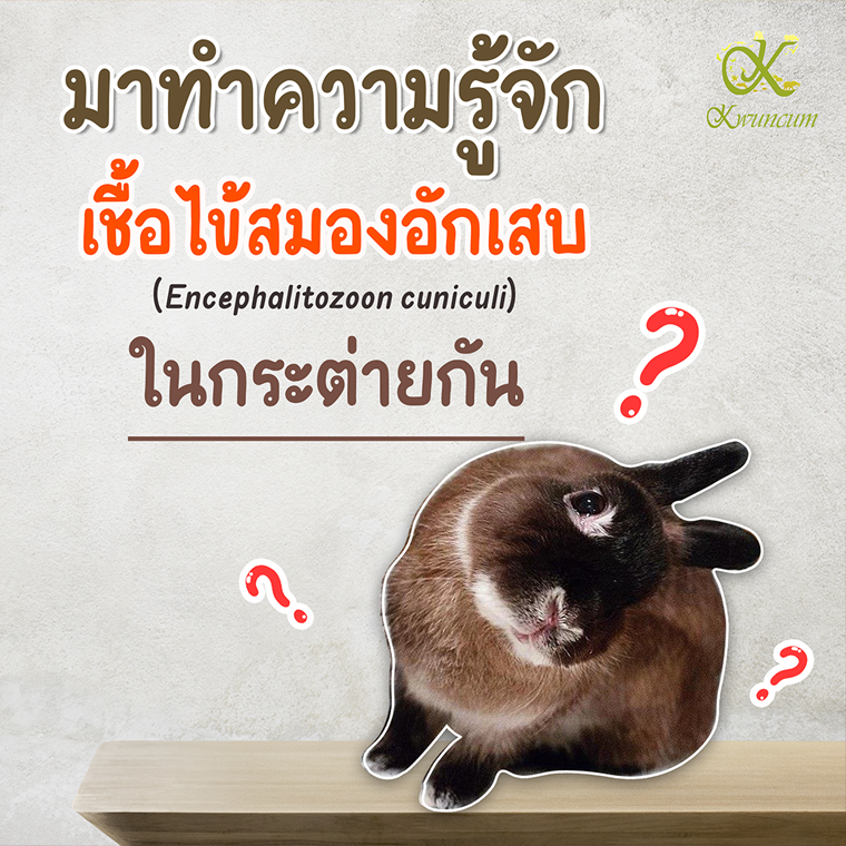 Encephalitozoon cuniculi in rabbit โรคไข้สมองอักเสบในกระต่าย