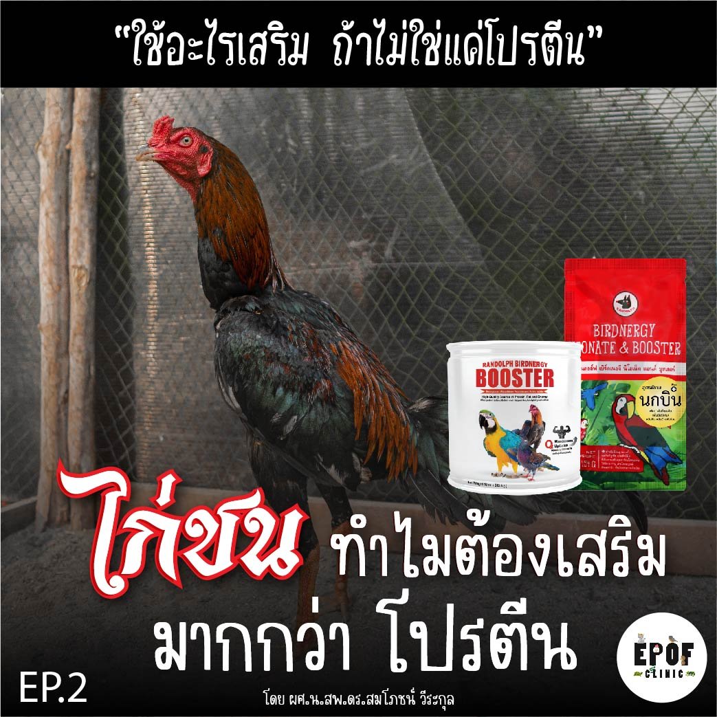 ไก่ชน..ทำไมต้องเสริมมากกว่าโปรตีน EP.2 “ใช้อะไรเสริม ถ้าไม่ใช่แค่โปรตีน” โดย ผศ.น.สพ.ดร.สมโภชน์ วีระกุล