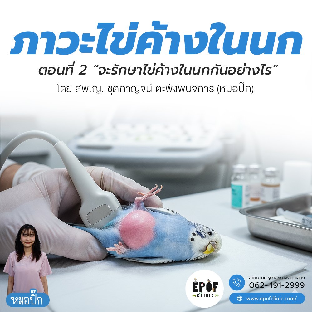 ไข่ค้างในนก ตอนที่ 2 จะรักษาไข่ค้างในนกกันอย่างไร  ไข่ค้างในนก ตอนที่ 2 จะรักษาไข่ค้างในนกกันอย่างไร