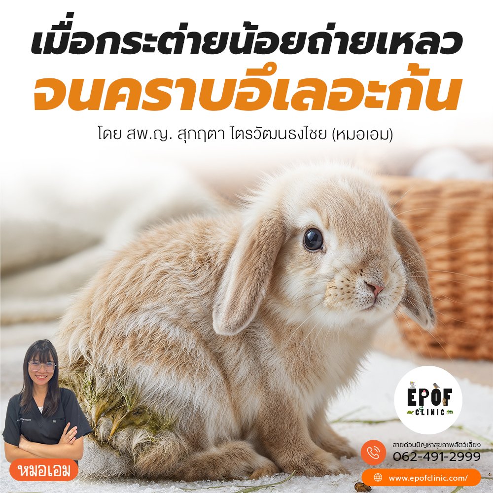 เมื่อกระต่ายน้อยถ่ายเหลวจนคราบอึเลอะก้น! เมื่อกระต่ายน้อยถ่ายเหลวจนคราบอึเลอะก้น!