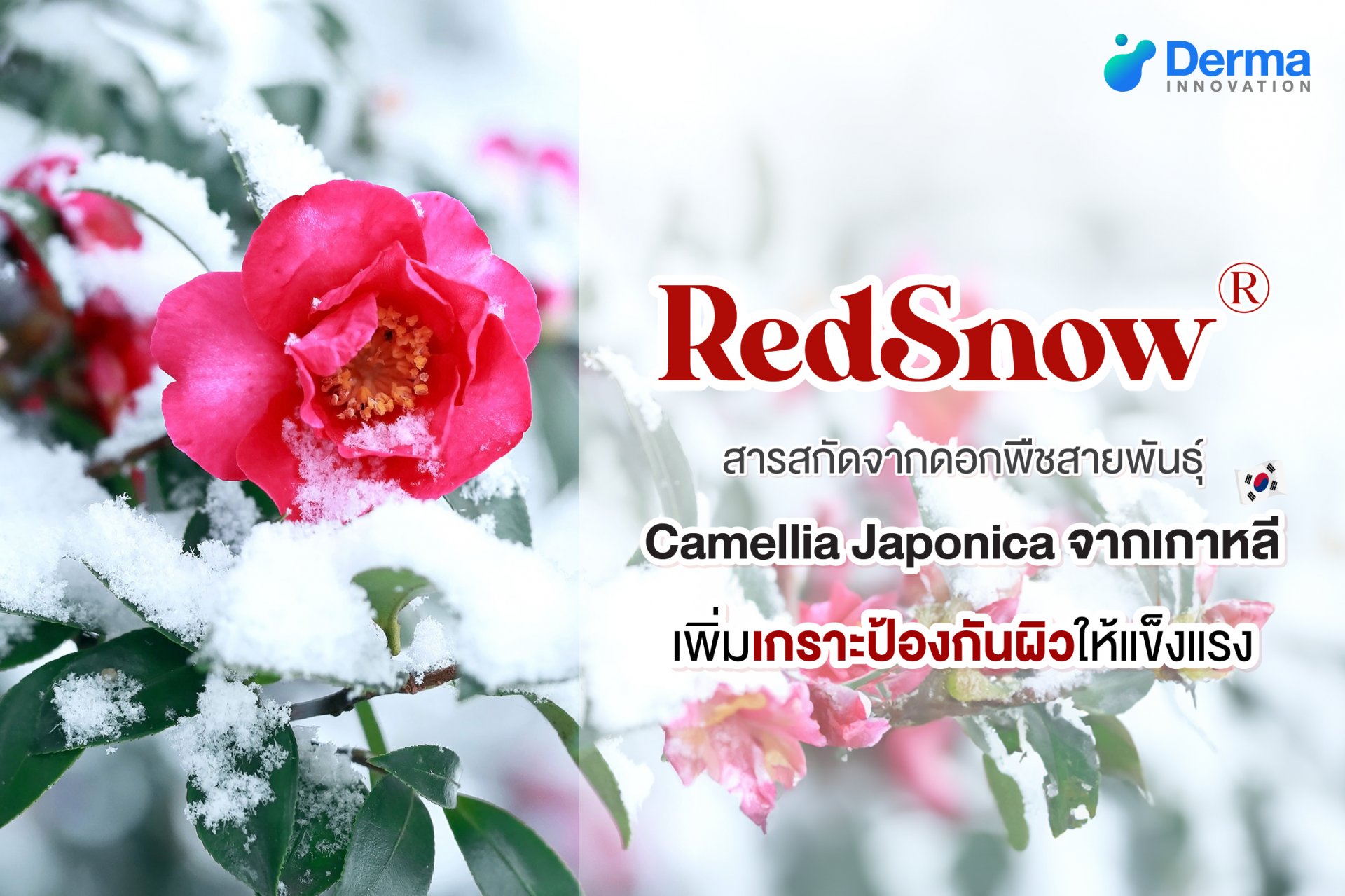 RedSnow® สารสกัดจากจากเกาหลี ตัวช่วยเพิ่มเกราะป้องกันผิว