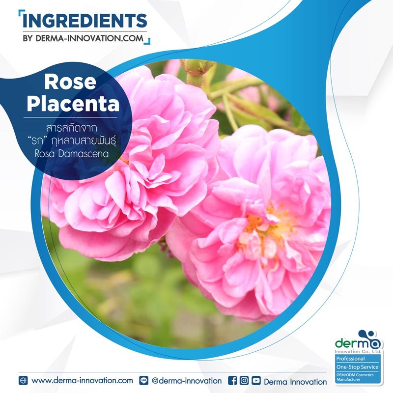 Rose Placenta
