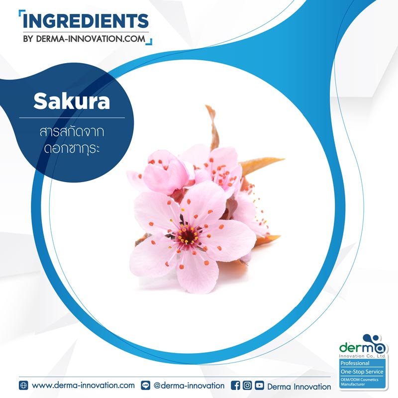 Sakura Extract 