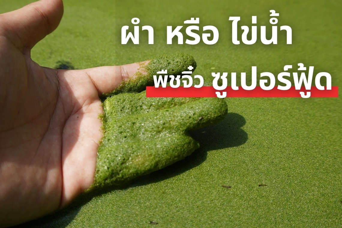 ผำ หรือ ไข่น้ำ  (Wolffia globosa) พืชจิ๋วซูเปอร์ฟู้ด