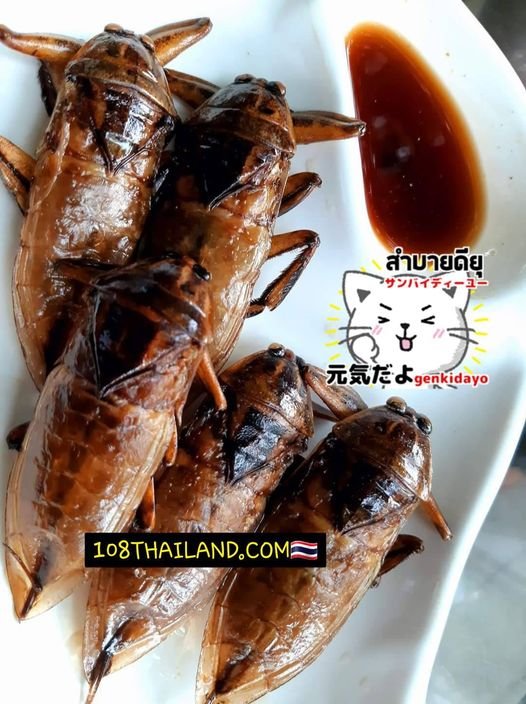 แมงดานา แมงดานา