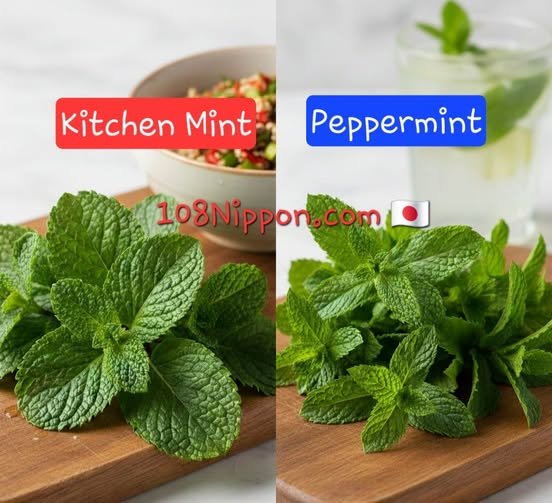มิ้นต์ vs สะระแหน่: ญาติใกล้แต่ต่างรส thai-kitchen-mint-vs-peppermint