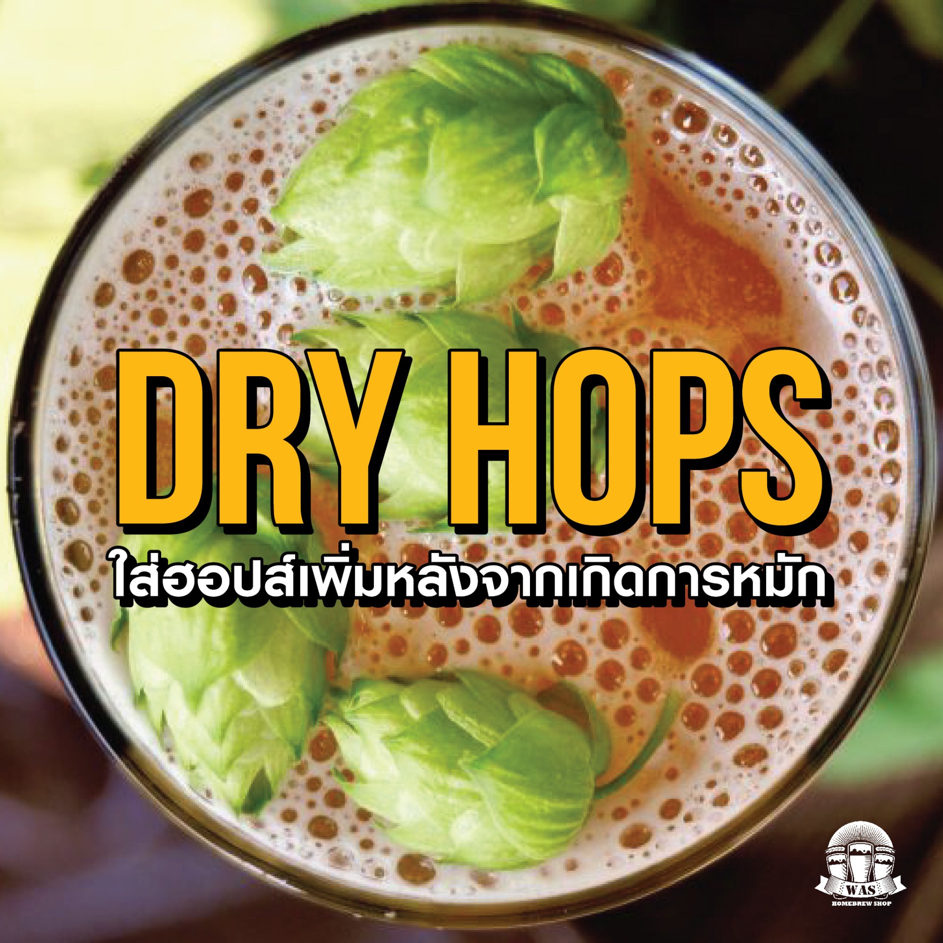 ทำไมต้องดรายฮ็อปส์ ? Dry Hops WHY ? WHAT ? HOW ? Which ?