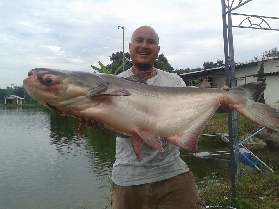 Mekong giant catfish