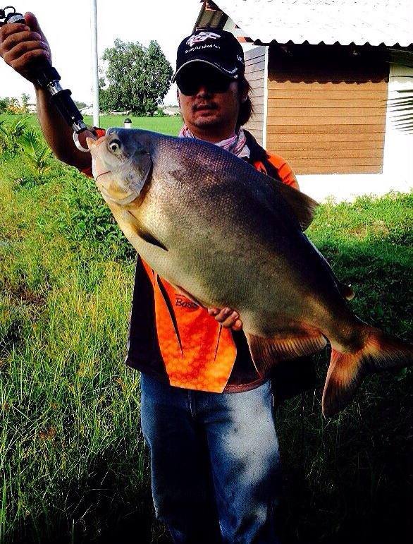 Pacu