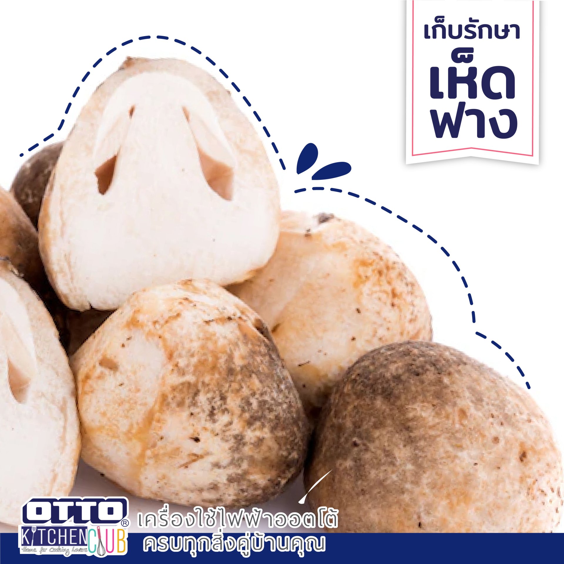 OTTO สาระน่ารู้ วิธีเก็บเห็ดฝาง OTTO สาระน่ารู้ วิธีเก็บเห็ดฝาง