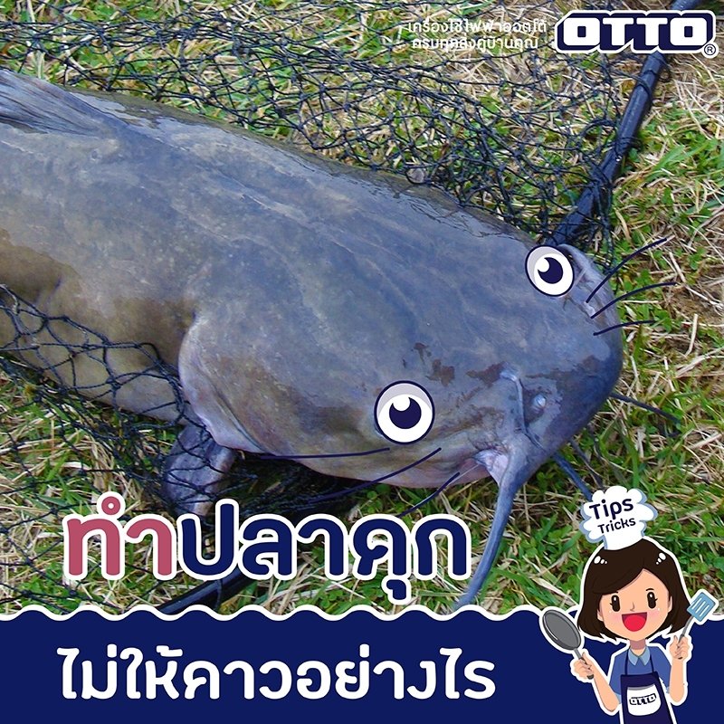 วิธีทำปลาดุกไม่ให้คาว วิธีทำปลาดุกไม่ให้คาว