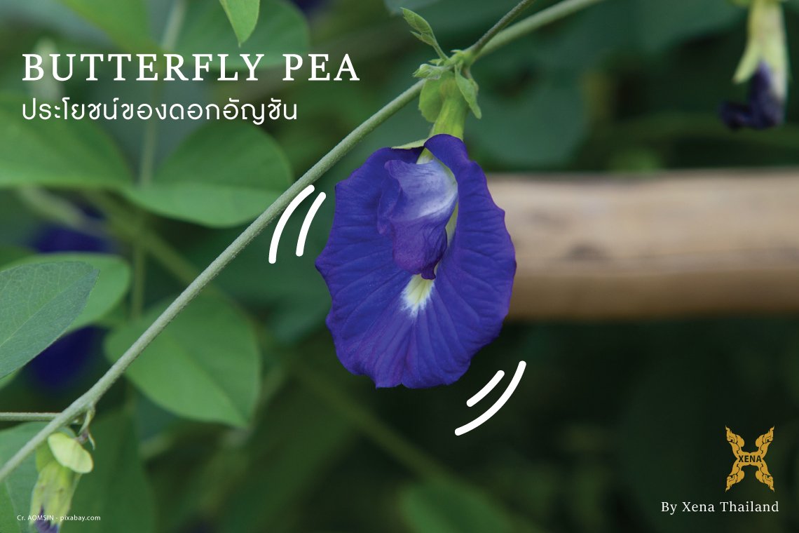 ประโยชน์ของดอกอัญชัน ประโยชน์ของดอกอัญชัน